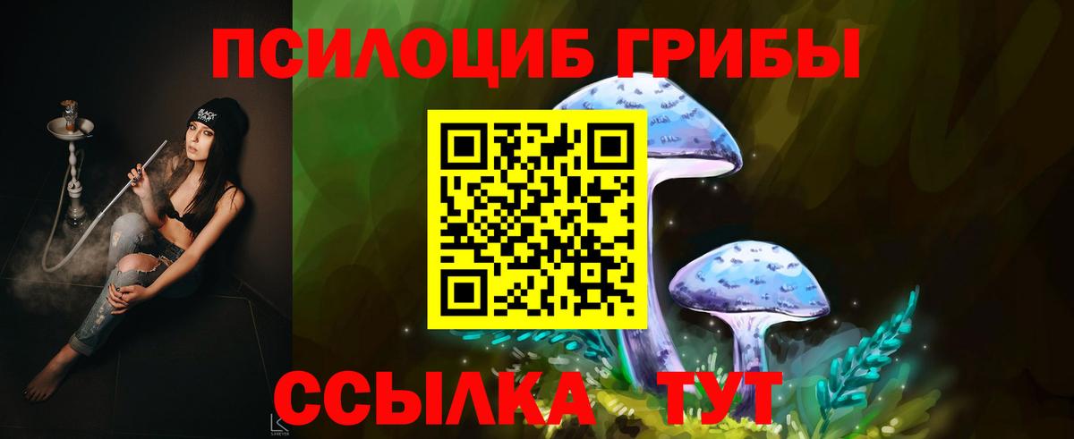 Псилоцибиновые грибы Psilocybine cubensis Северобайкальск